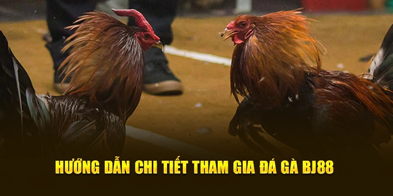 Hướng dẫn chi tiết tham gia đá gà BJ88