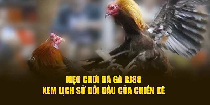 Mẹo chơi đá gà BJ88 xem lịch sử đối đầu của chiến kê 