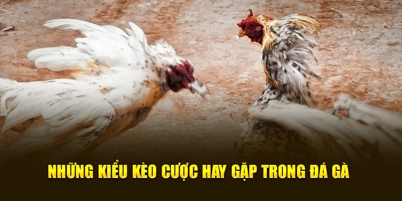 Những kiểu kèo cược hay gặp trong đá gà